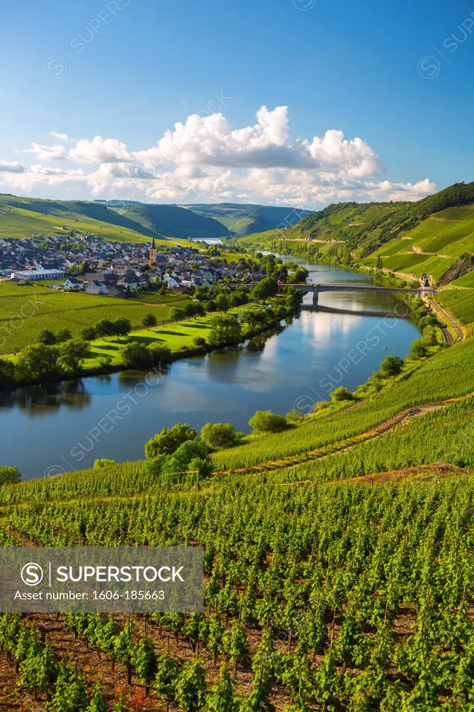 Germany ,Moseltal ,  Mosel Valley , Trittenheim City, Mose River, vinyards
