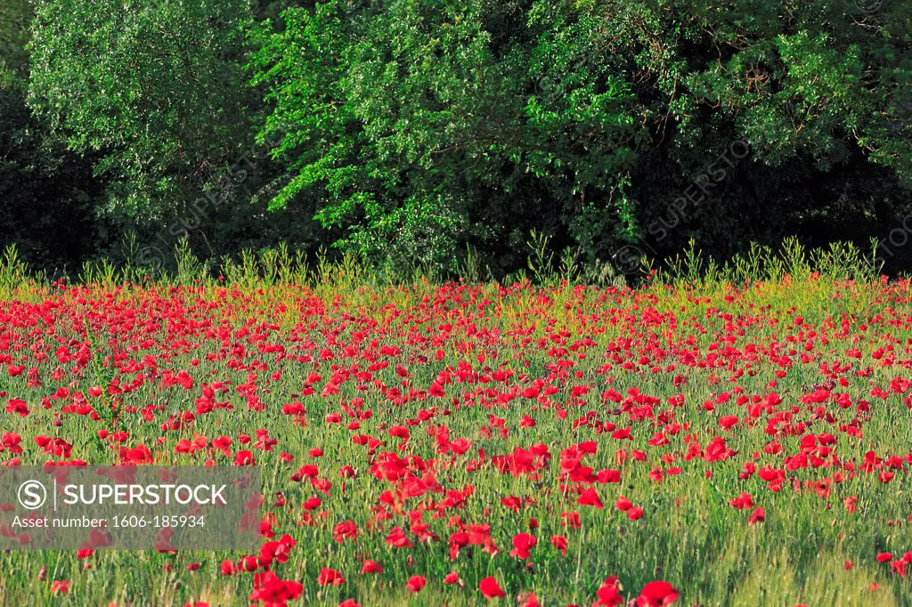 France, poppy field in bloom, amid forest in spring