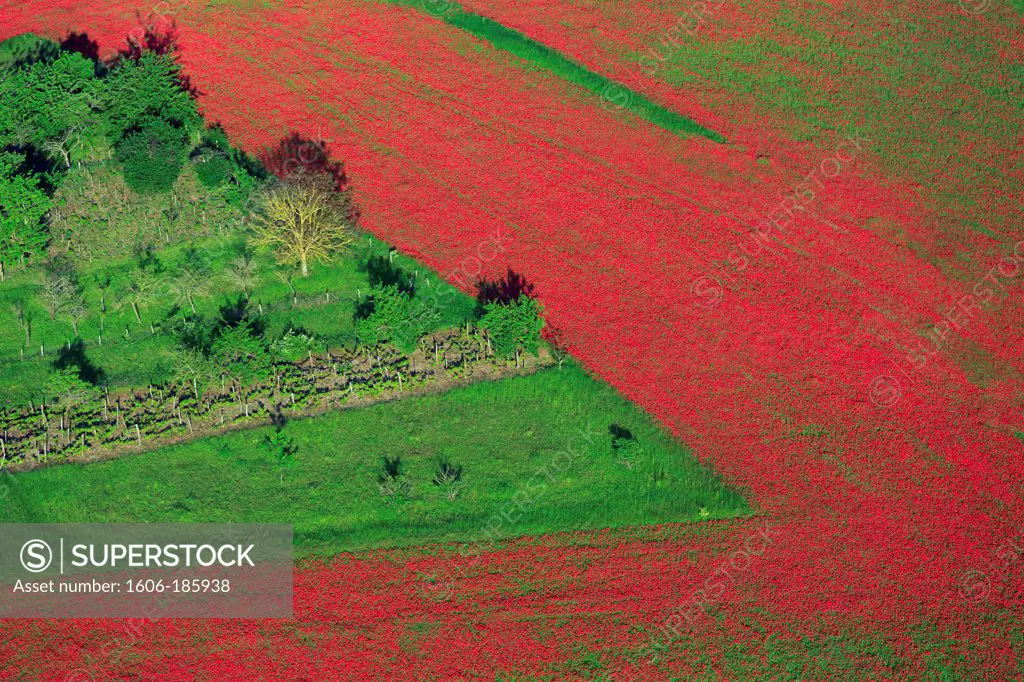 France, Landscape aerial flowery field of poppies, (aerial photo),