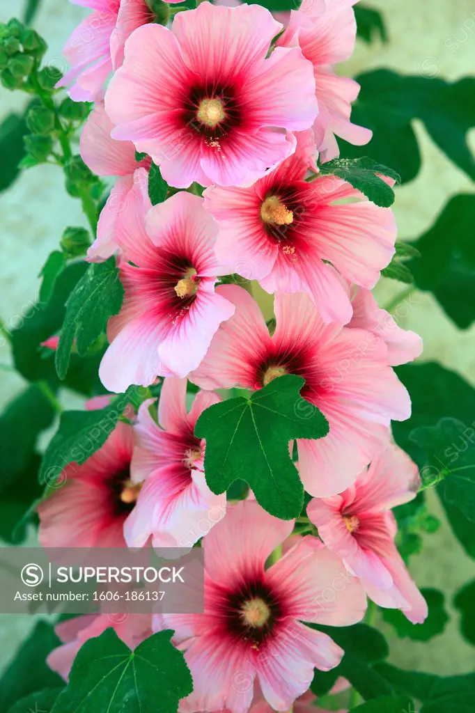 France, Hollyhock (Alcea rosea) flower,