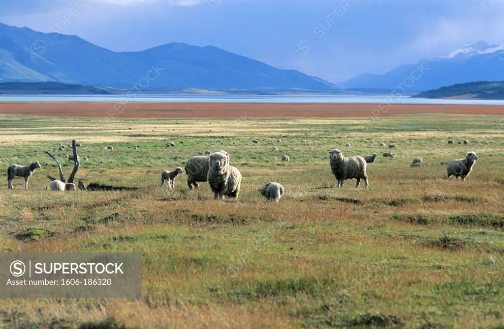 Sheep in the pampas;Near El Calafate; Patagonia;Argentina
