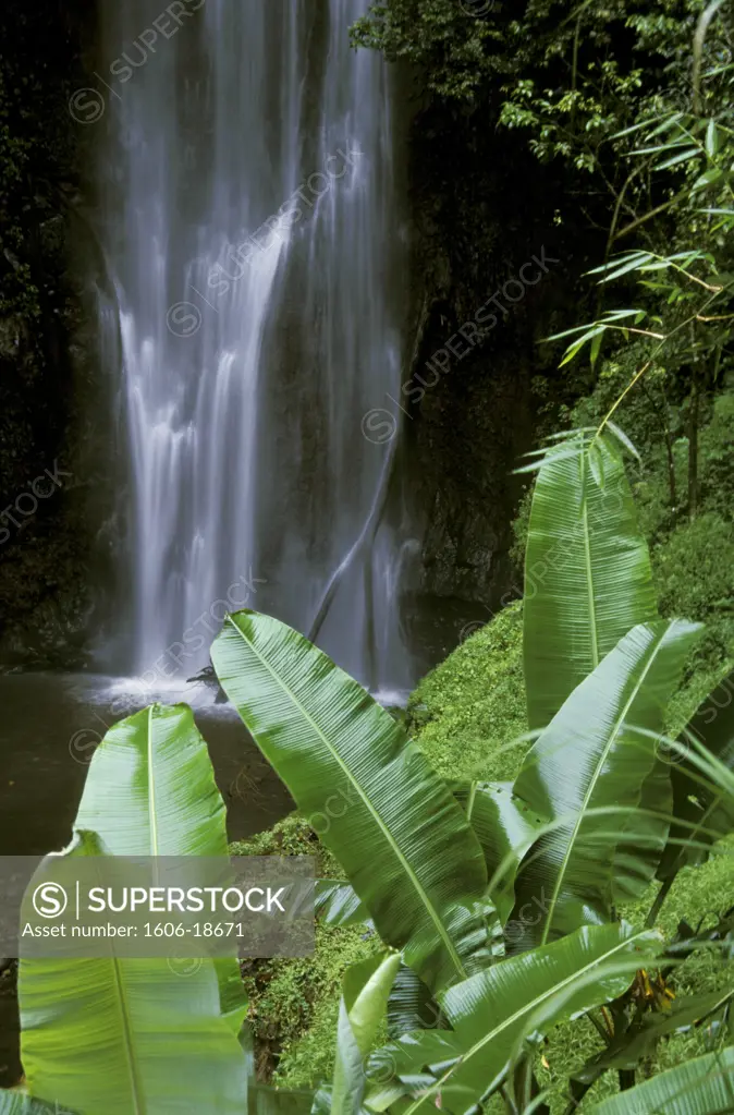 Africa, Sao Tomé and Principe, Sao Tomé, Sao Nicolau waterfall, lush, banana tree leaves in foreground