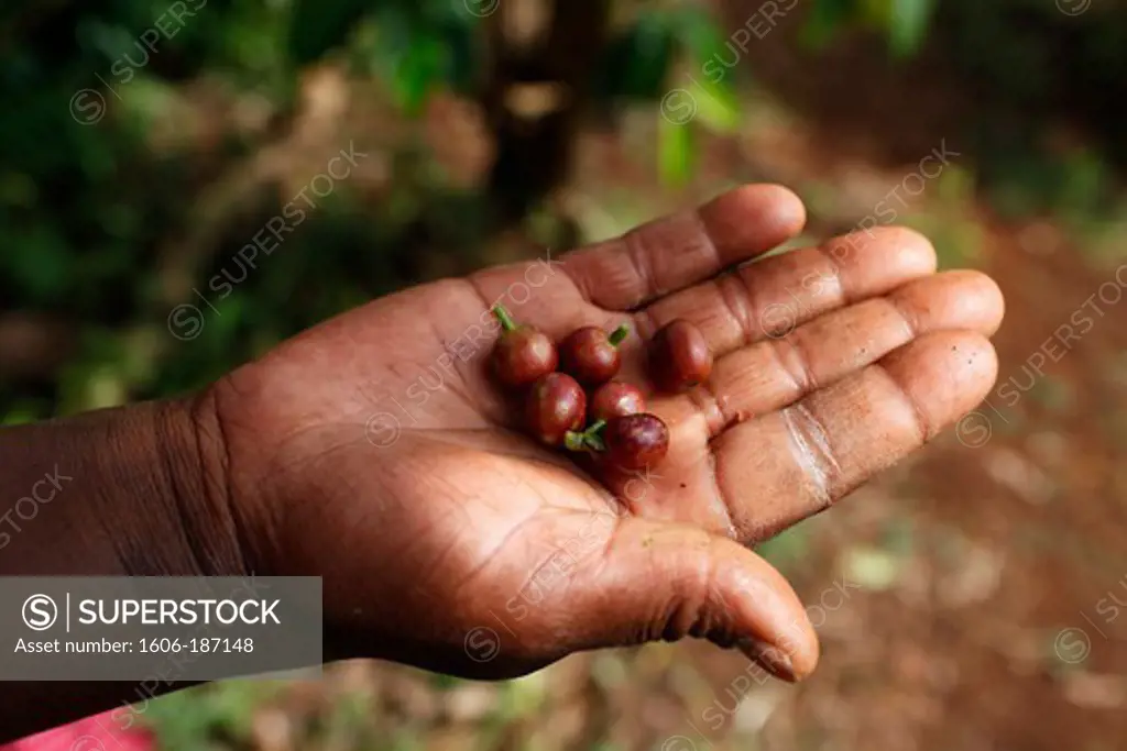 Janet Karimi, showing coffee beans, has been a client of KWFT microfinance since 2007. She is currently servicing a loan of 100,000 KS Ndugamanu. Kenya.