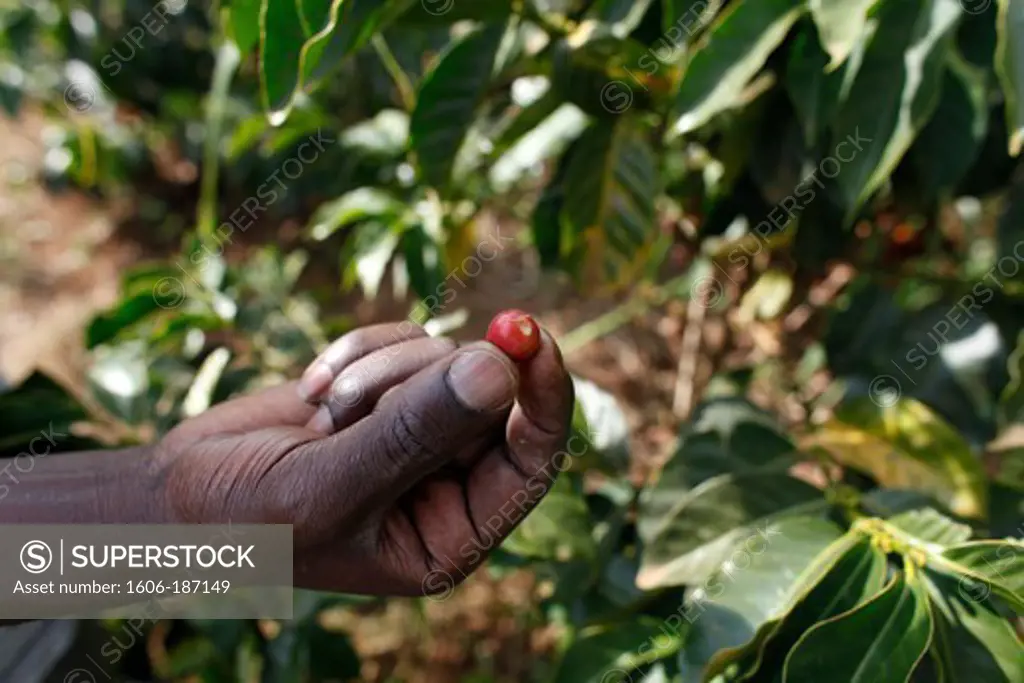 Coffee plantation financed by a loan from BIMAS microcredit Kathangiri. Kenya.