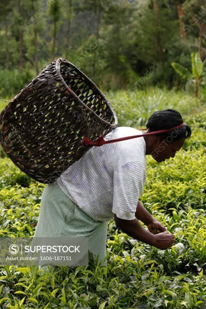 Lydia Njambi, picking tea in her garden, has been a client of KWFT microfinance since 2007. She is currently servicing a loan of 25,000 KS. Ndugamanu. Kenya.