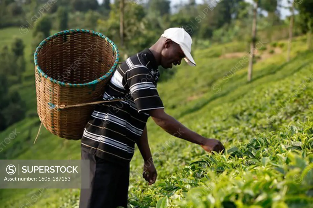 Farmer Lincoln Kimanthi Mugo (picking tea) is servicing a 80,000 KS loan from BIMAS microcredit. He has been a client of BIMAS since 2004 Kathangiri. Kenya.