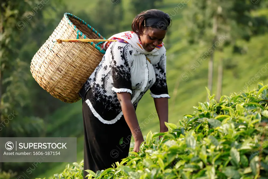 Farmer Polly Mukami (picking tea) is servicing a 80,000 KS loan from BIMAS microcredit. She has been a client of BIMAS since 2004 Kathangiri. Kenya.