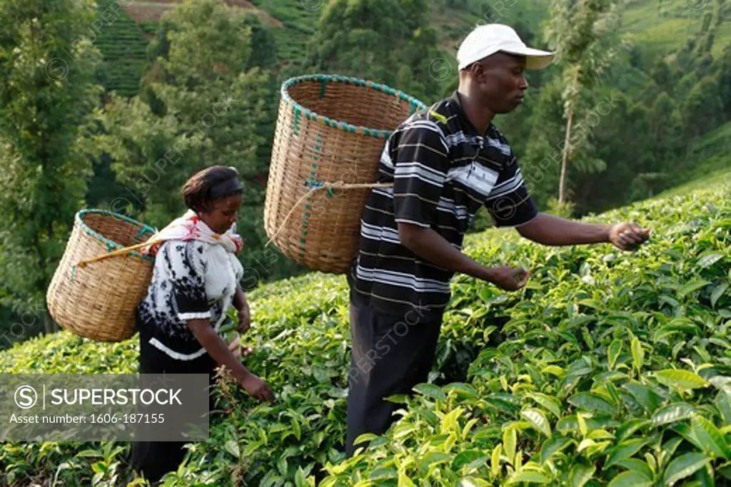 Farmer Lincoln Kimanthi Mugo & his wife Polly Mukami (picking tea) are servicing a 80,000 KS loan from BIMAS microcredit Kathangiri. Kenya.