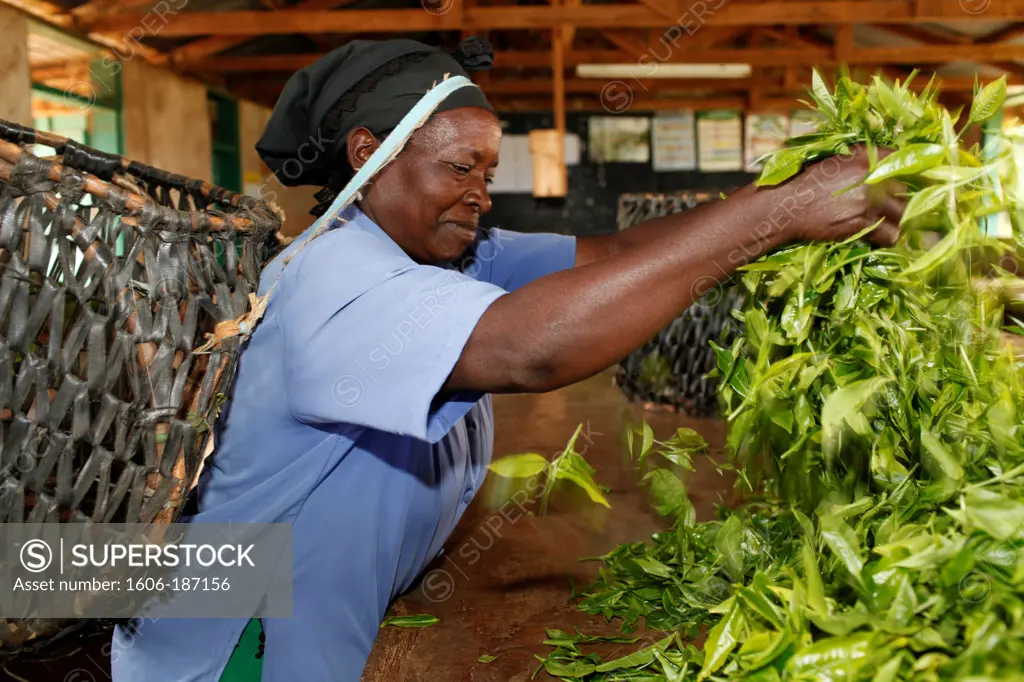 Margaret Nderitu, a client of KWFT microcredit, handling harvested tea in the growers' cooperative pickup point Ndugamanu. Kenya.