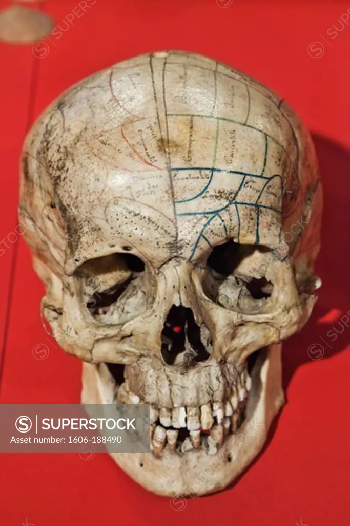 England,London,Euston,The Wellcome Collection Museum,Human Skull