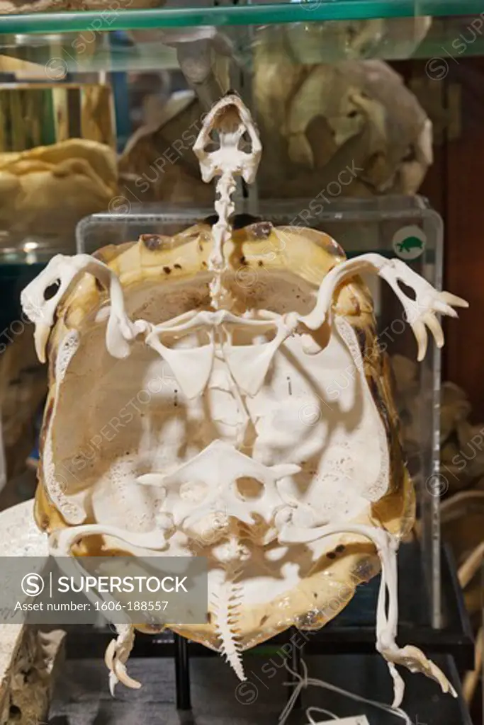 England,London,University College London,The Grant Museum of Zoology,Skeleton of Tortoise