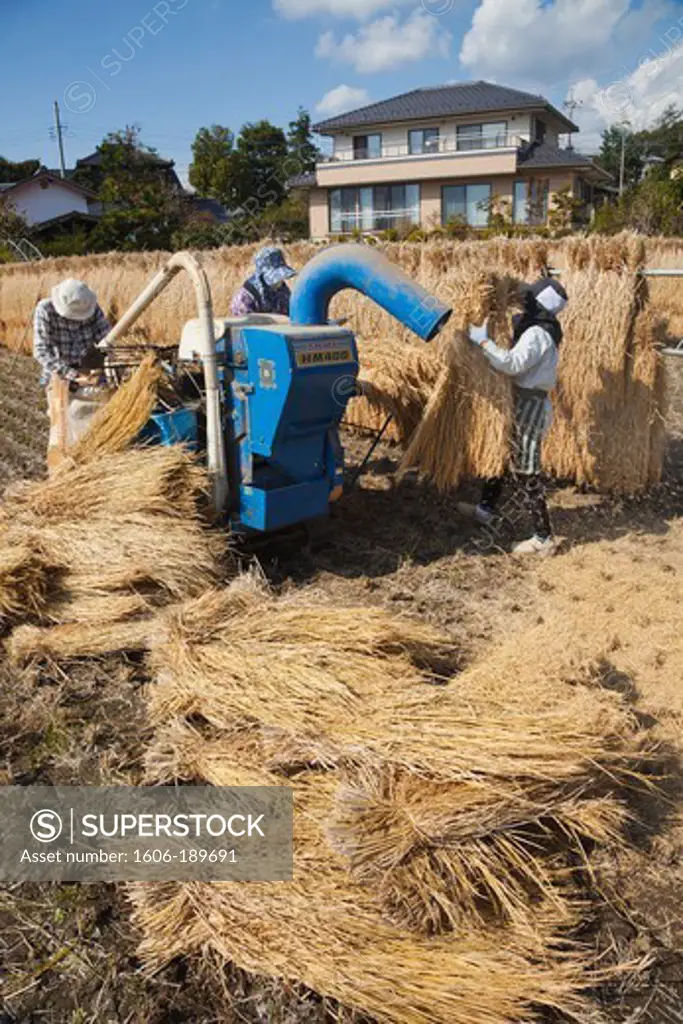 Japan, Nagano Prefecture, Rice Threshing