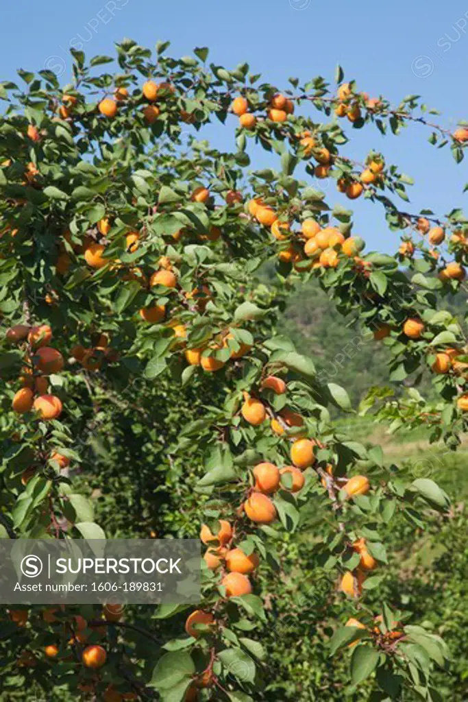 Austria, Wachau, Apricot Trees near Melk