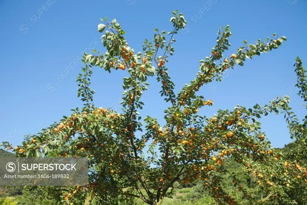 Austria, Wachau, Apricot Trees near Melk