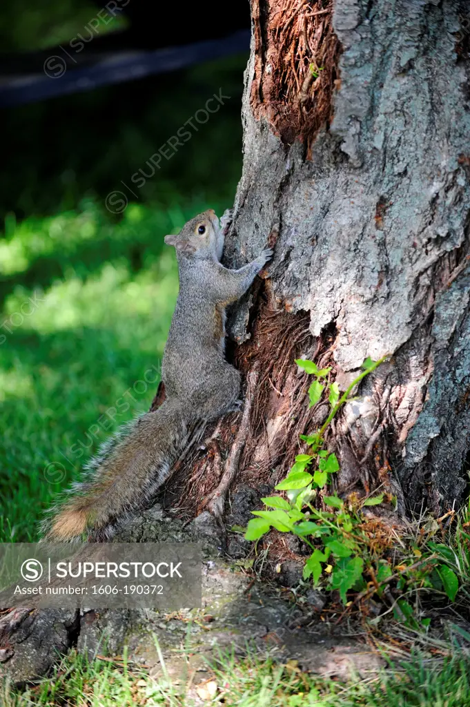 Golden Mantled Ground Squirrel sitting on a log in Washington DC,united States,USA