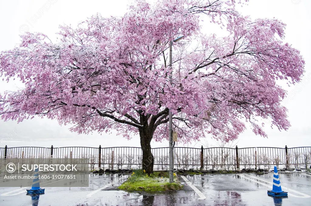 Blooming cherry tree before the lake,  Kawaguchiko, Japan