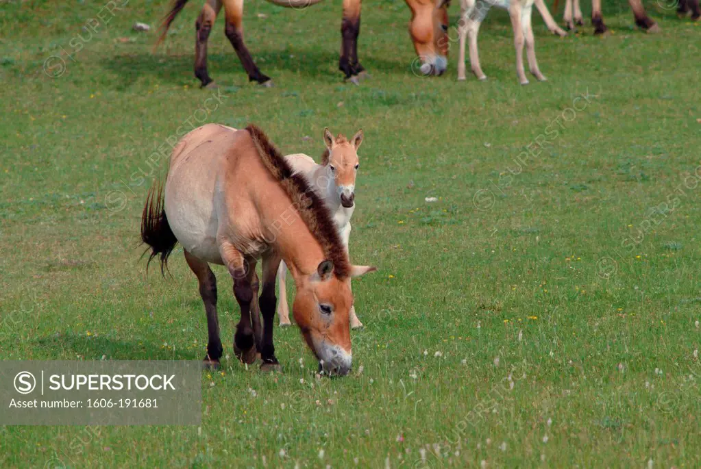 France, Languedoc Roussillon, Przewalski horse