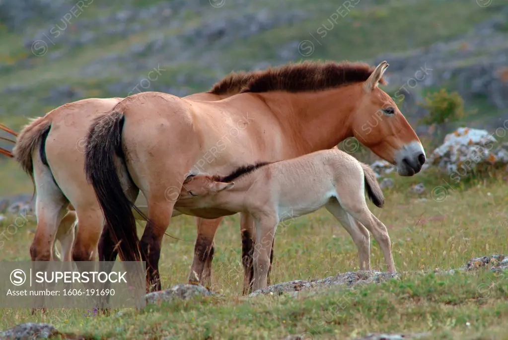 France, Languedoc Roussillon, Przewalski horse