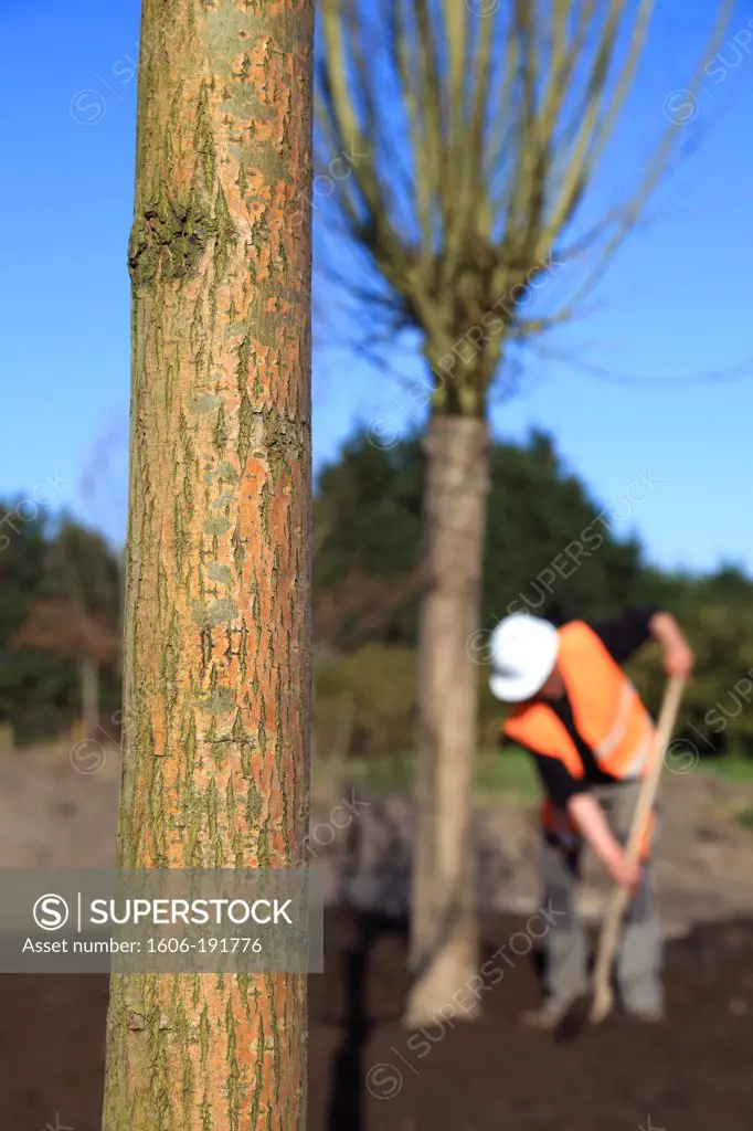 France, Pas de Calais, Tree planting