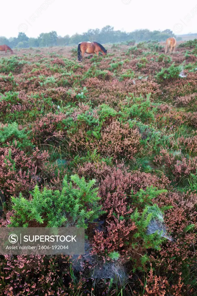 England,Hampshire,New Forest,Heather and Gauze