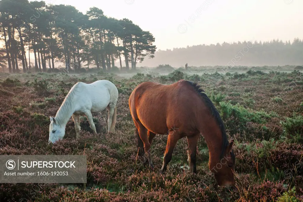 England,Hampshire,New Forest,Horses