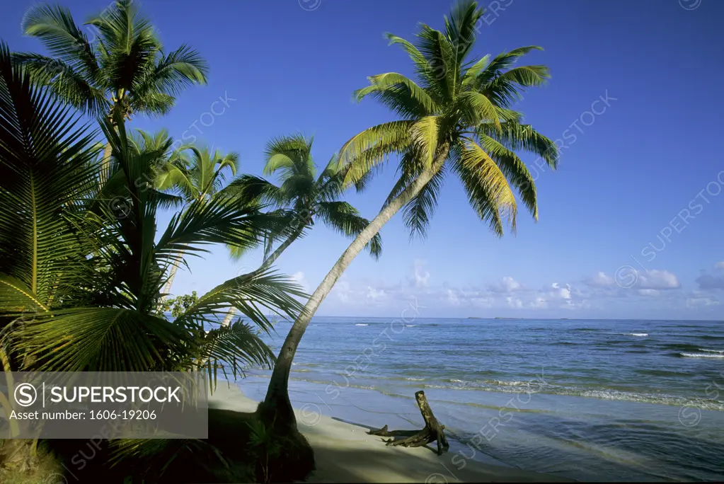 Dominican Republic, Samana peninsula, Las Terrenas, palm trees on the beach