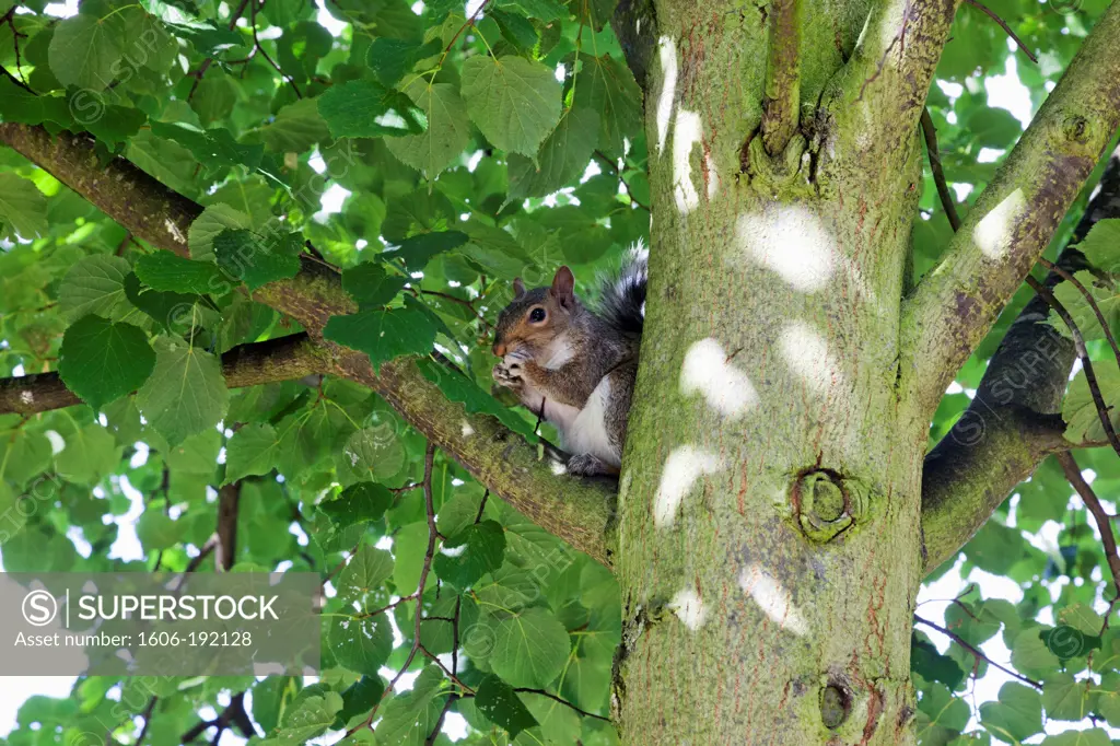 England,London,Regents Park,Grey Squirrel