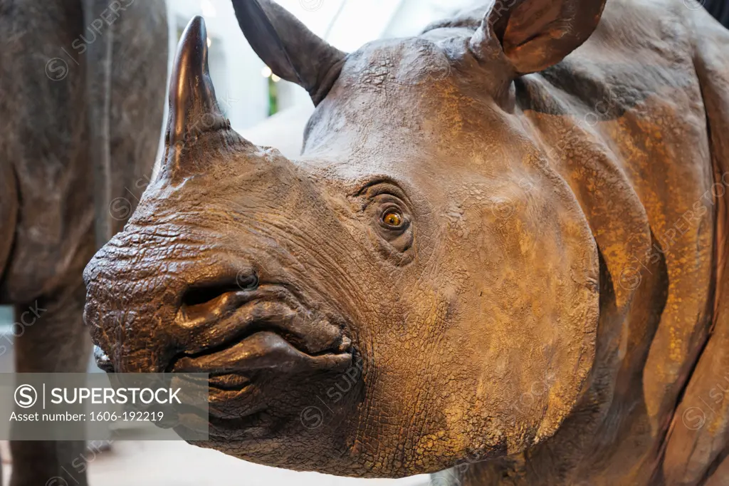 England,London,Kensington,Natural History Museum,Rhinocerous