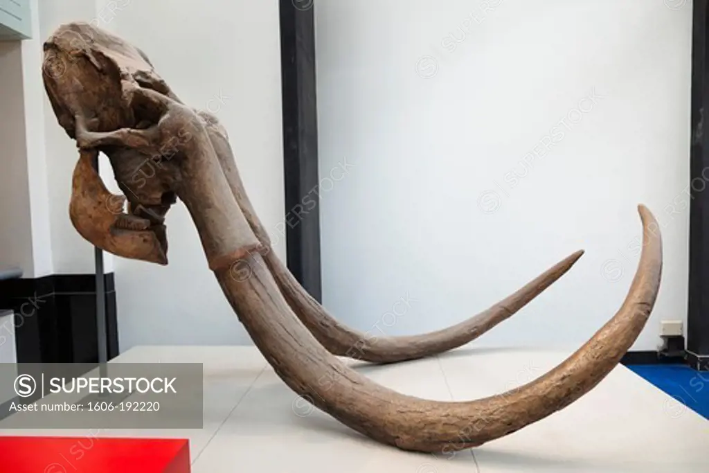 England,London,Kensington,Natural History Museum,Mammoth Tusks