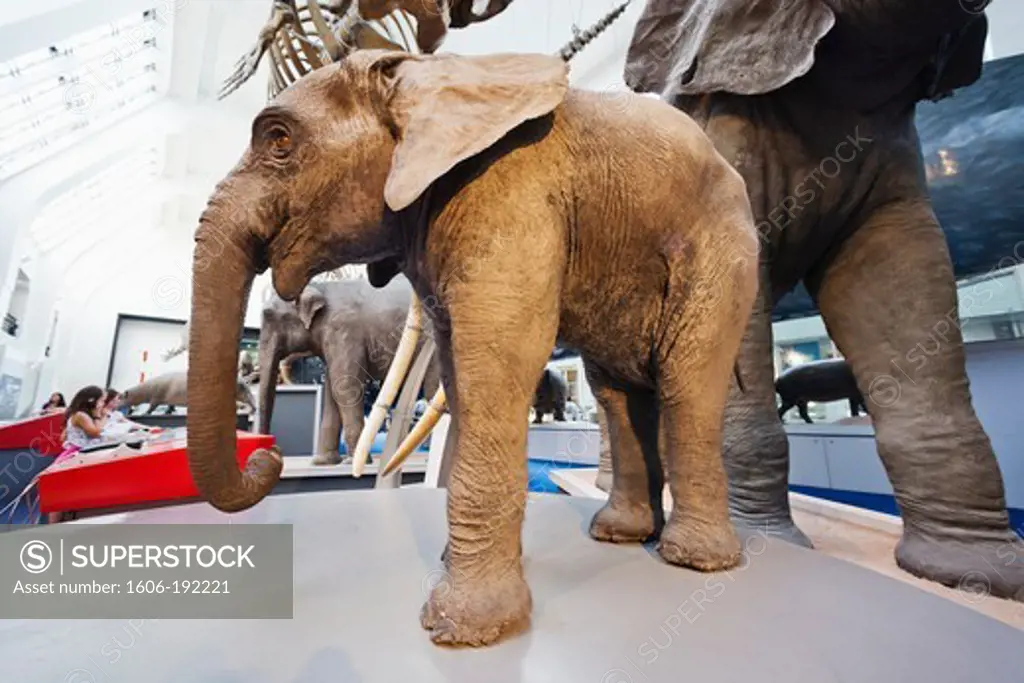 England,London,Kensington,Natural History Museum,Elephant
