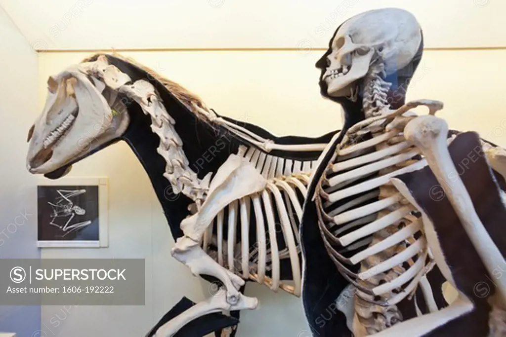 England,London,Kensington,Natural History Museum,Human and Horse Skeleton