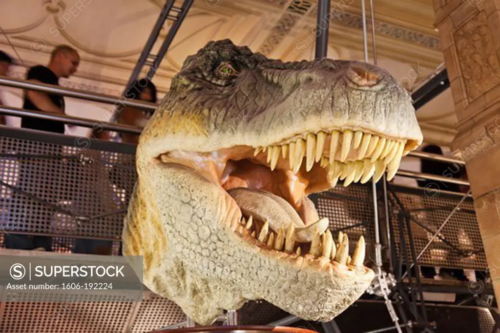 England,London,Kensington,Natural History Museum,T-Rex Dinosaur