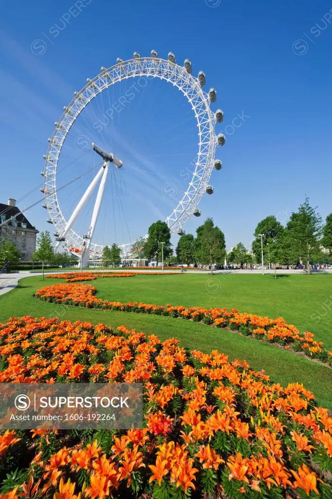 England,London,London Eye and Jubilee Gardens