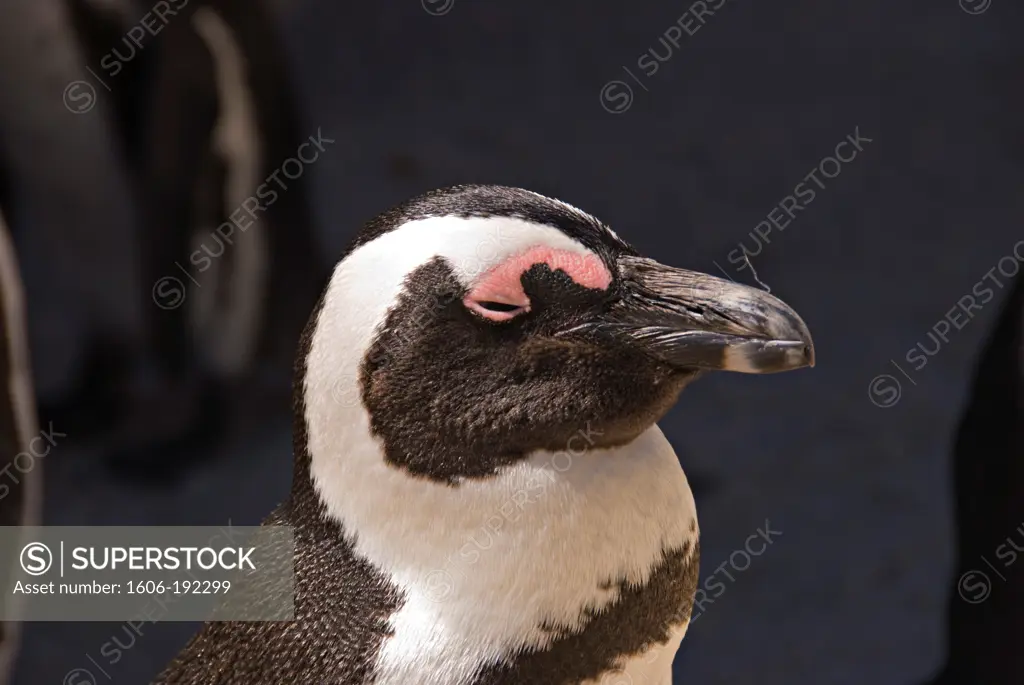 South Africa, Western Cape, Simon'S Town, Boulders Beach, African Penguin
