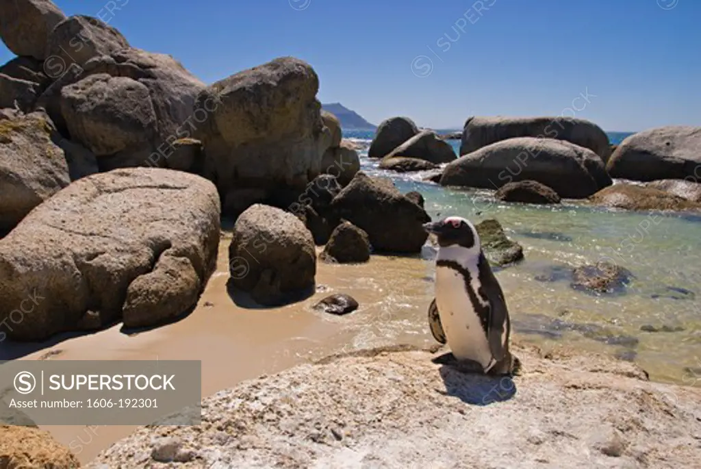 South Africa, Western Cape, Simon'S Town, Boulders Beach, African Penguin