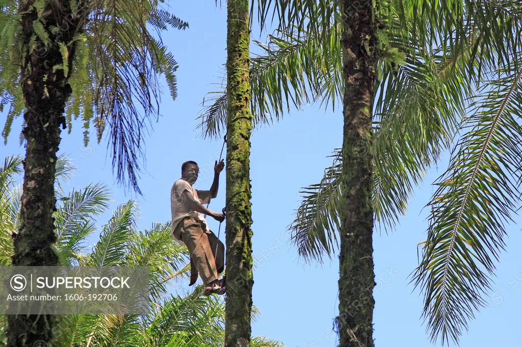 Brazil, Bahia State, Camamu Bay, Man Picking Fruits On A Palm Tree