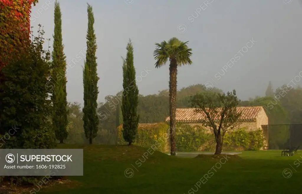Foggy Morning In A Garden, With Palm Tree And Cypresses