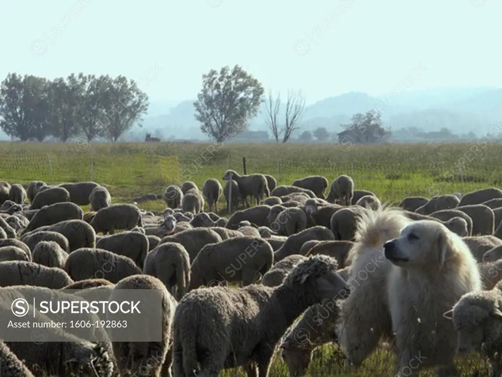Herd Of Sheep And White Sheep Dog