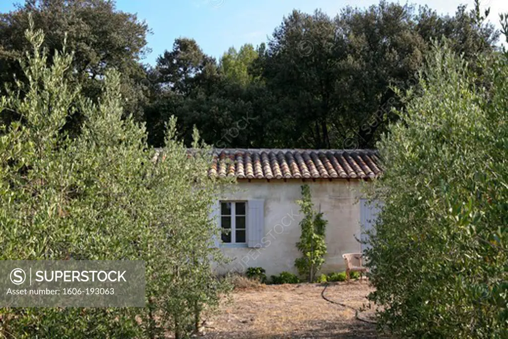 France, Provence, Fontvieille, Roof Tiled Hut In An Olive Grove