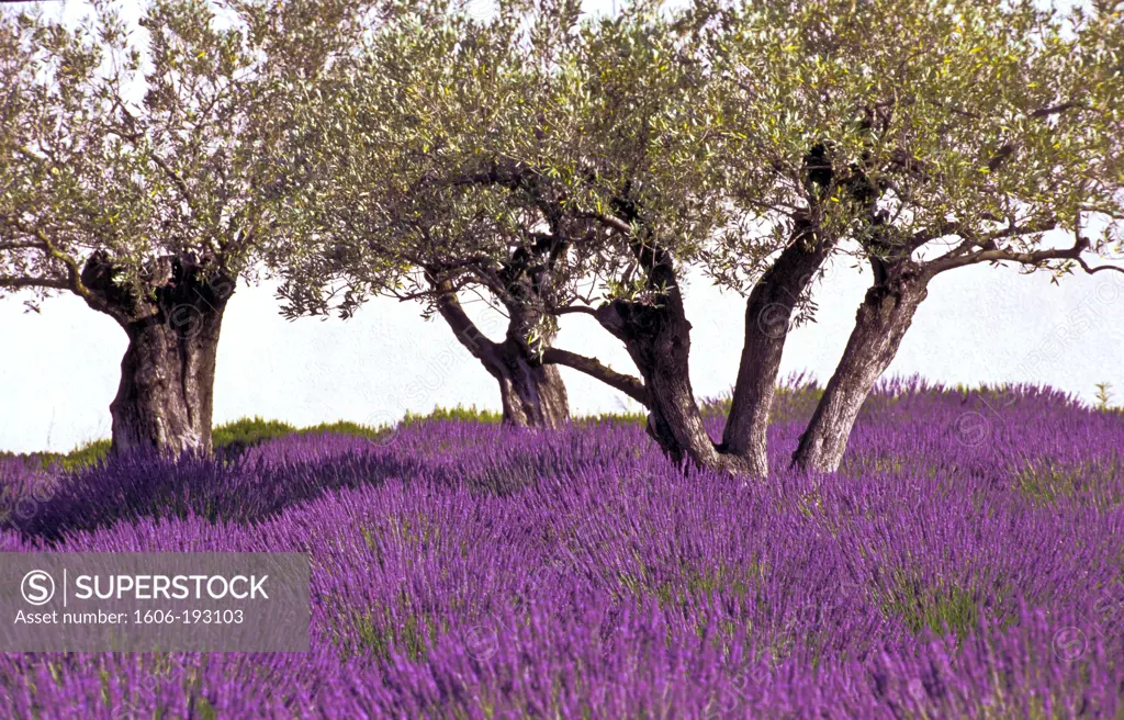 France, Vaucluse Department, Sault, Lavander Fields With Olive Trees