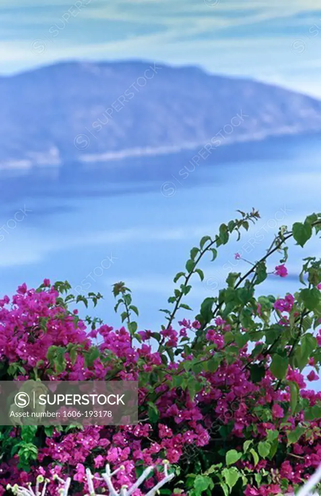 Greece, Serifos Island, Bougainvillea, Mediterranean Sea In The Background