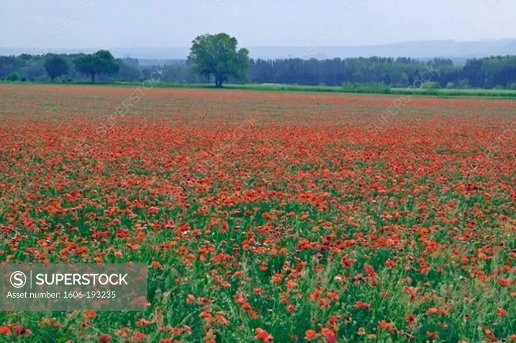 France, St Remy De Provence, Red Poppy Field