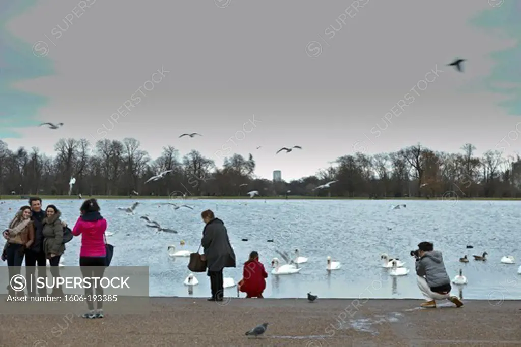 England, London, Kensington Garden, People Taking Photos And Swans On The Lake