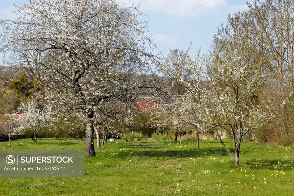 France, Orchard With Blooming Cherry Trees In Spring