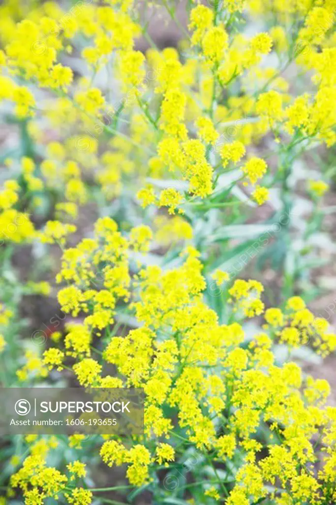 France, Seine Et Marne, Coulommiers, The Commandery Of Knights Templar, A Medieval Garden, Close-Up On Pastels Dyer (Isatis Tinctoria)