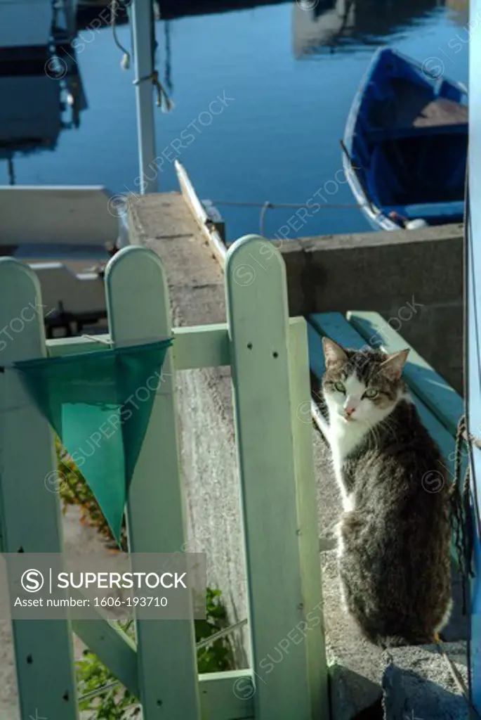 France, Herault Department, Sete Harbour, A Cat