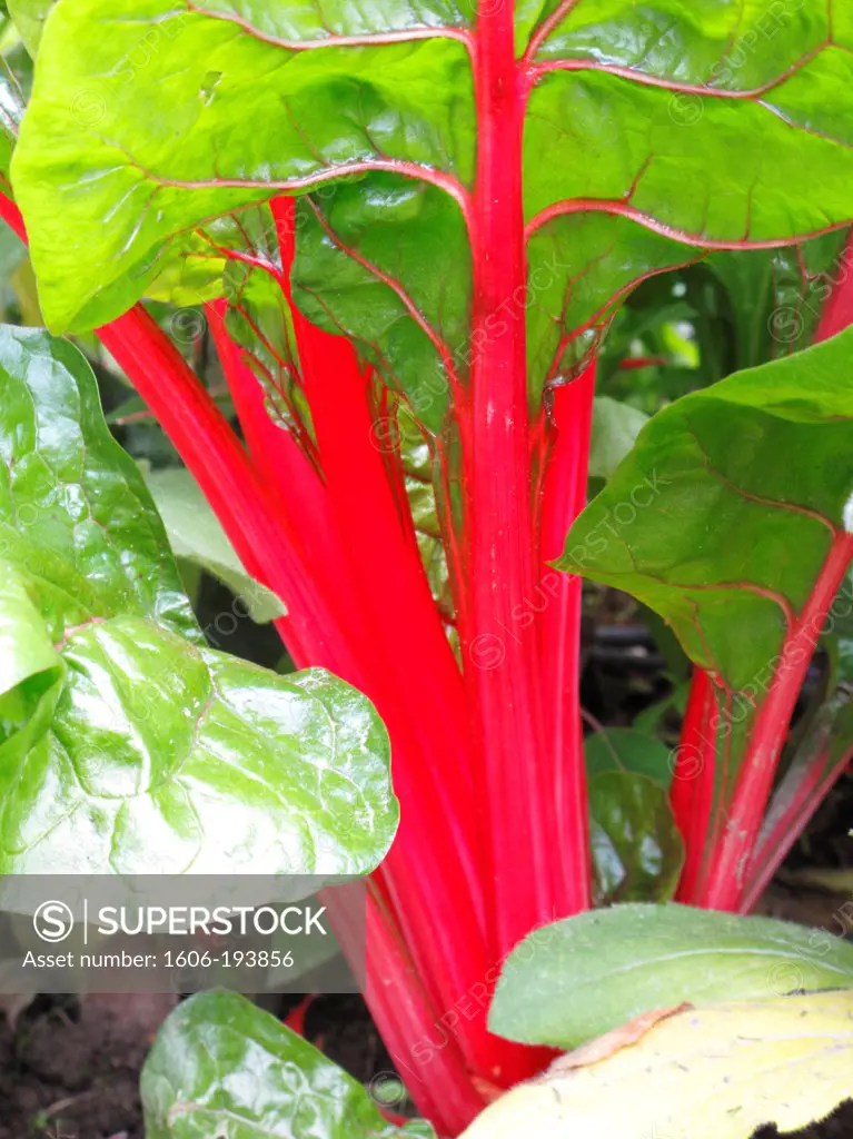 France, Normandy, Manche, Coutances, Downtown. Focus On The Red Rhubarb In A Public Garden.