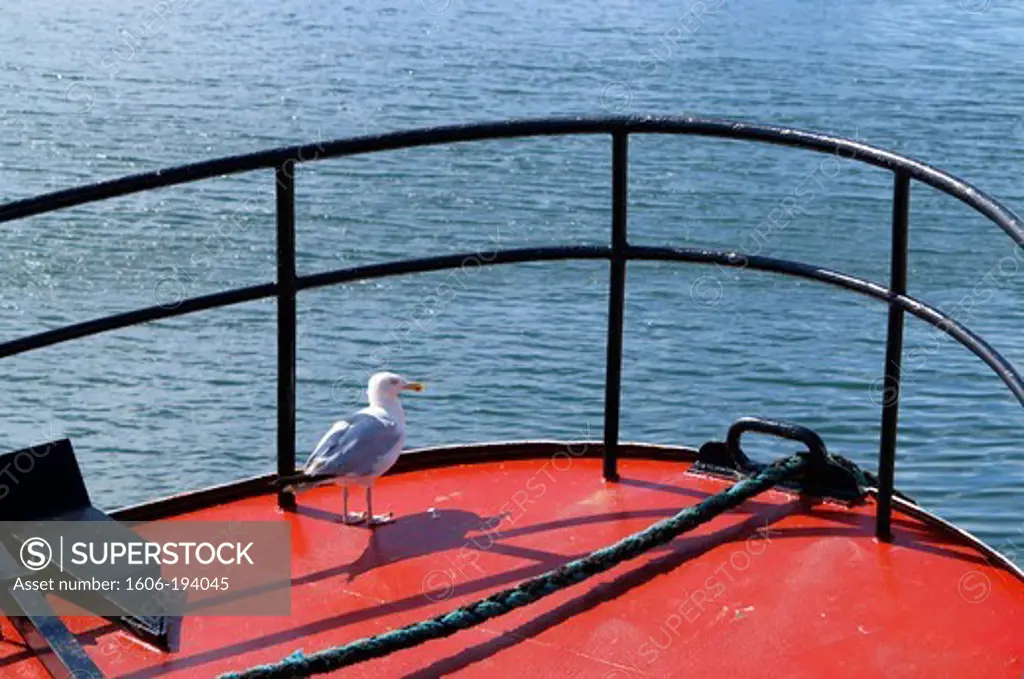 France. Finistere. Brittany. Le Guilvinec. Seagull On A Trawler