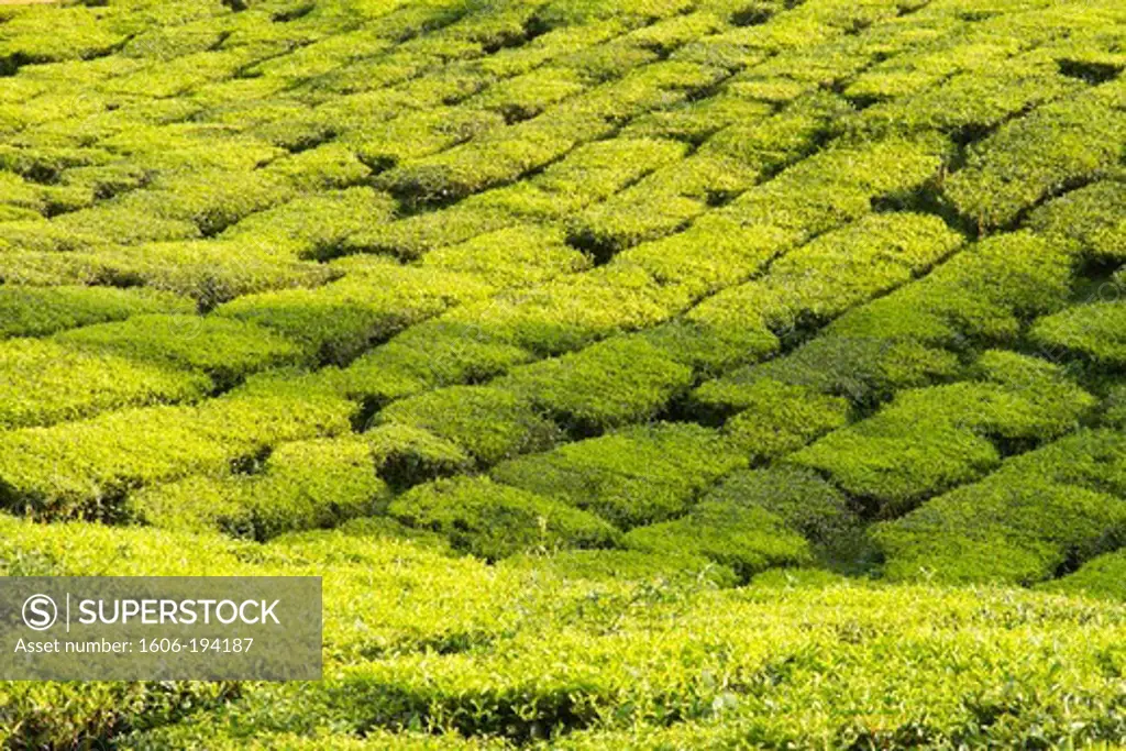 Malaysia, Pahang State, Cameron Highlands, Tea Plantations