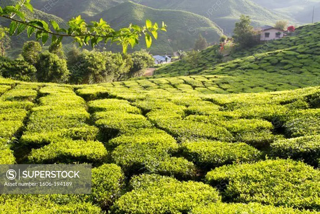 Malaysia, Pahang State, Cameron Highlands, Tea Plantations
